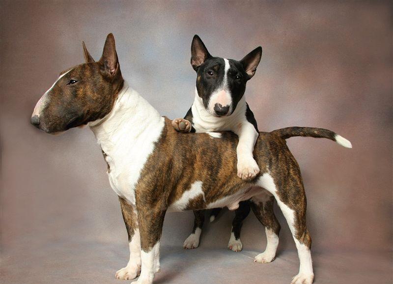 dois cães da raça Bull Terrier de cores sólidas juntos.