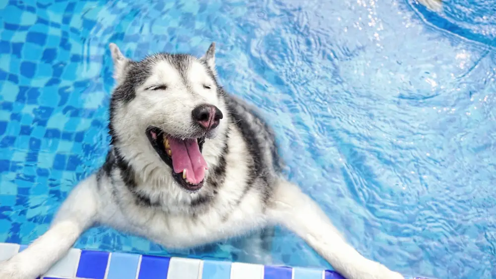 cachorro da raça husky siberiano brincando dentro de uma piscina.