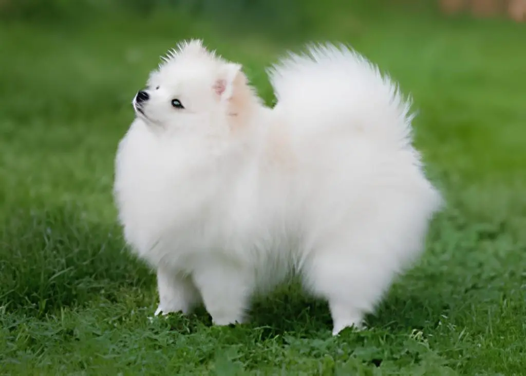 um cão da raça lulu d apomerânia na pelagem branca em um gramado.