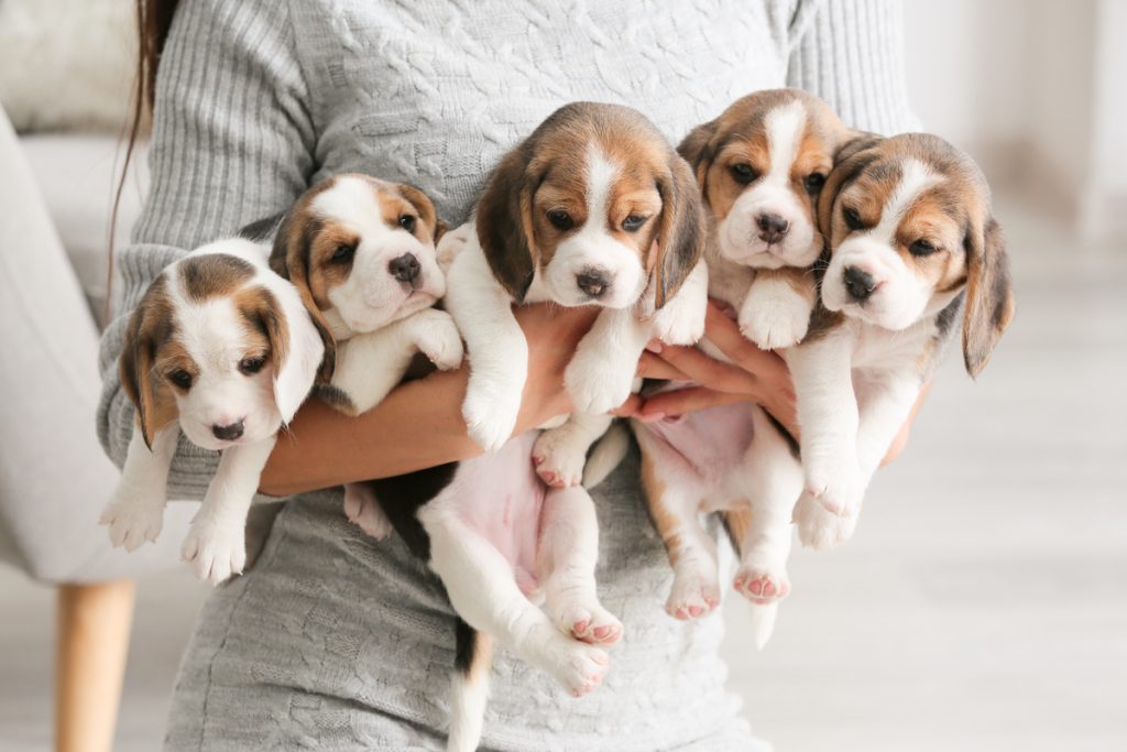 uma pessoa segunrando cinco filhotes de cachorro da raça Beagle.