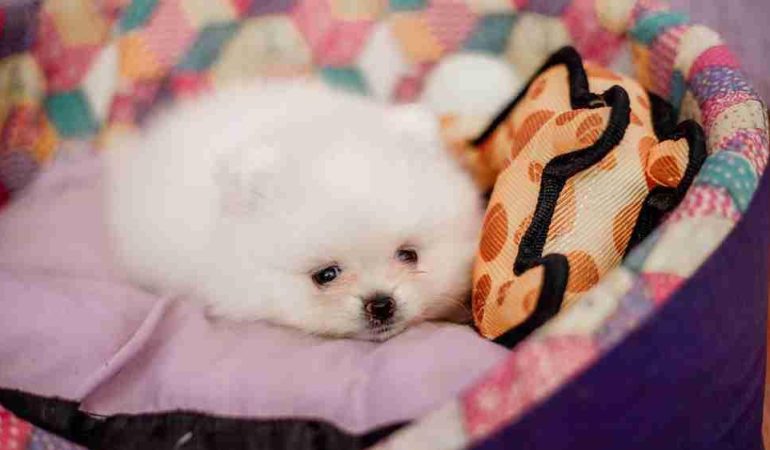 um cão da raça lulu a pomerânia deitado em uma caminha pet.