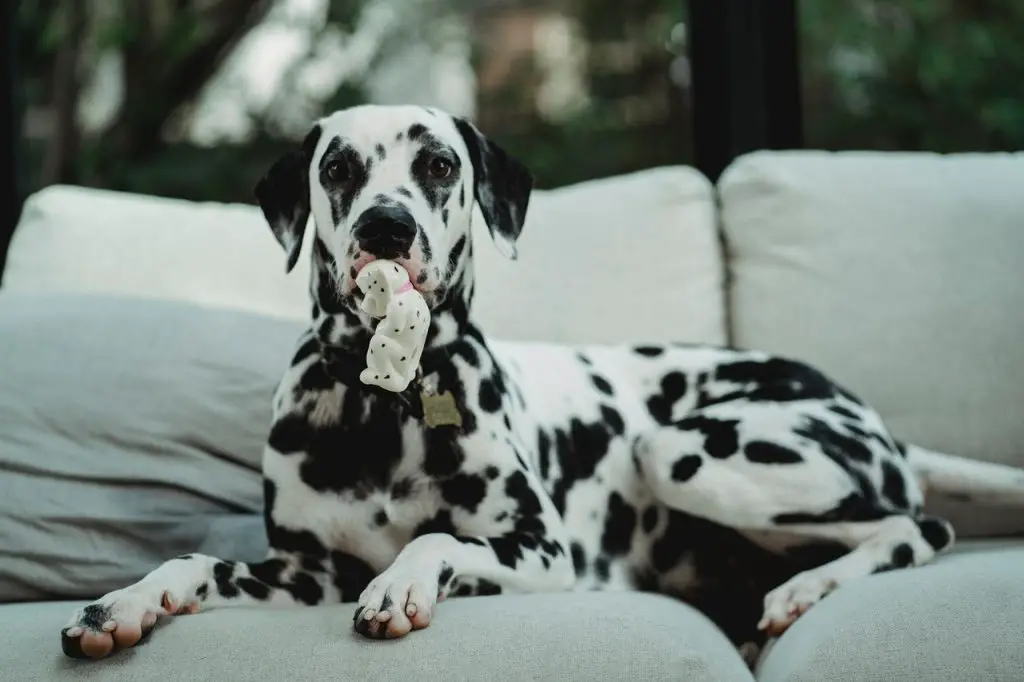 um cão da raça dálmata deitado em um sofá branco.