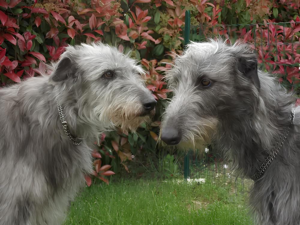 dois cães da raça Galgo Escocês em um jardim com gramado e flores, ambos com corrente de metal no pescoço.