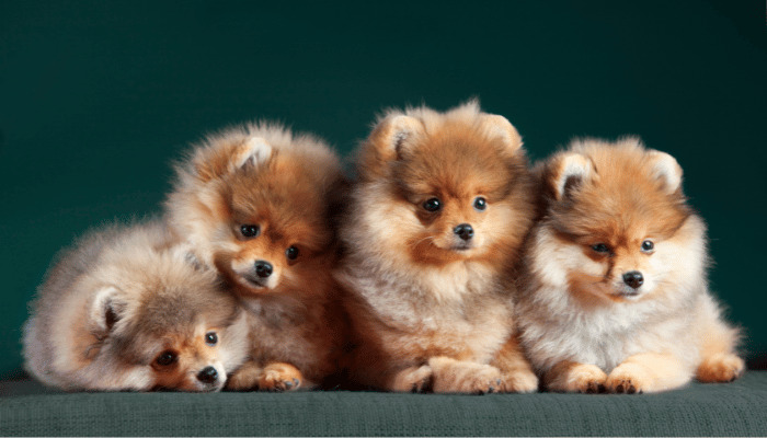 ensaio fotográfico com cinco cães da raça lulu da pomerânia.
