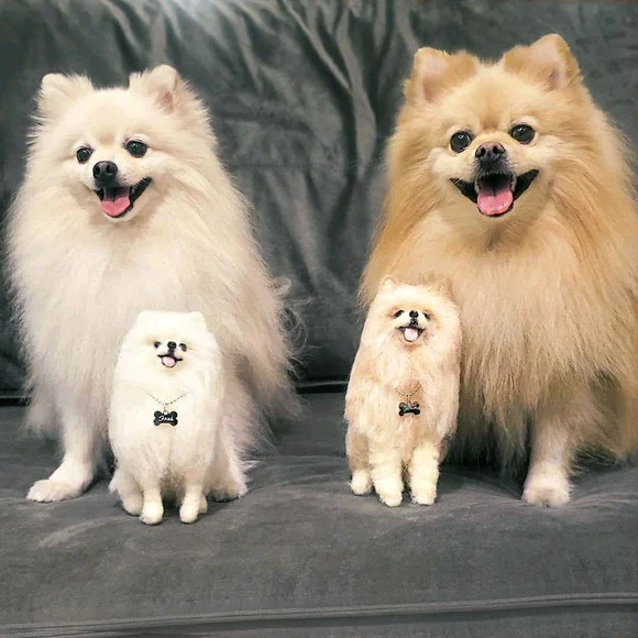 quatros cachorros da raça lulu da pomerani, sendo dois adultos e dois filhotes em cima de um sofá cinza.