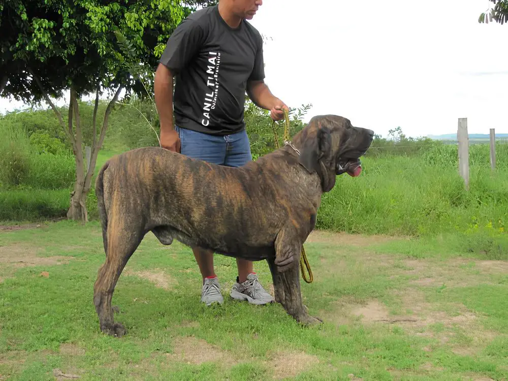um cachorro da raça fila brasileiro em um gramado com um adestrador.