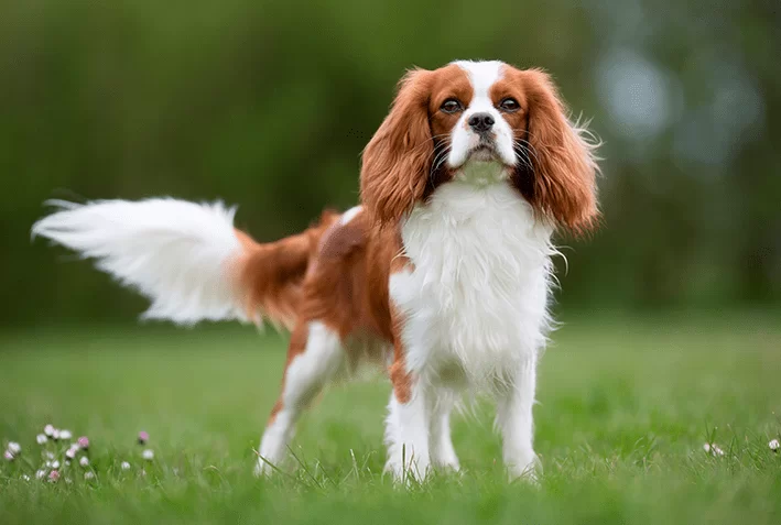um cão da raça King Charles em um gramado .
