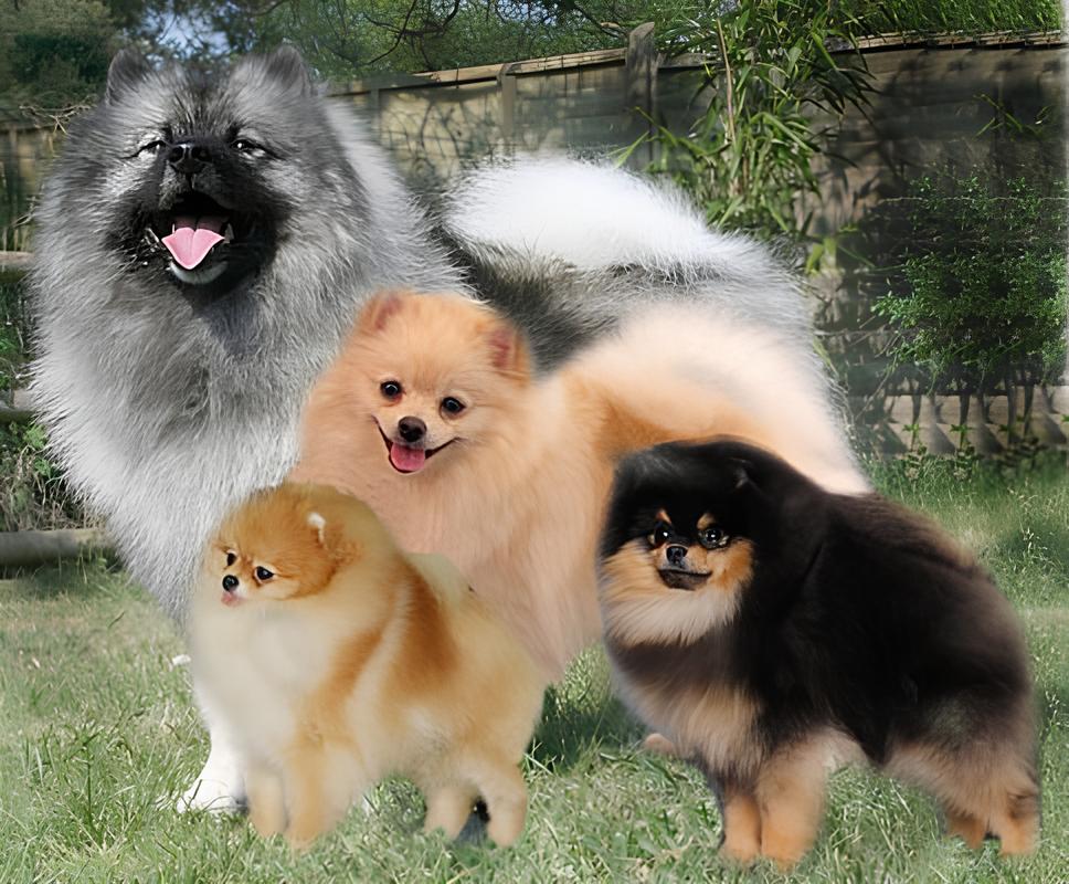 três cachorros da raça lulu da pomerânia com tamanhos e pelagens de cores diferentes.