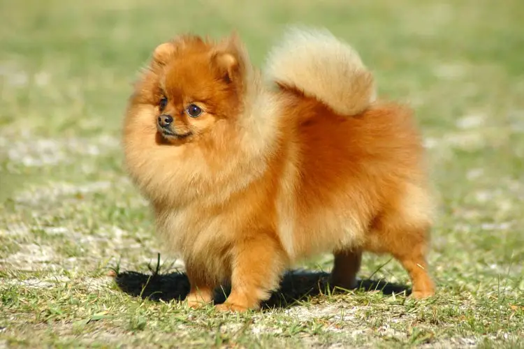 um cão da raça lulu da pomerânia em um gramado em um dia de sol.