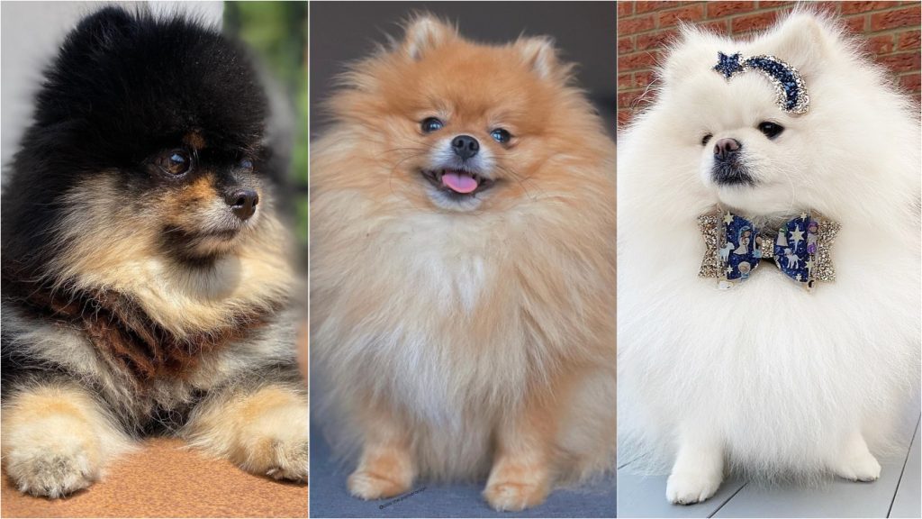 três cachorros da raça lulu da pomerânia de cores e tamanhos diferentes.