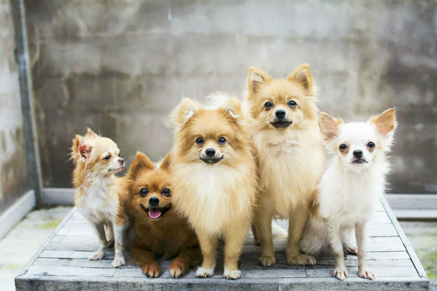 cinco cachorrinhos da raça lulu da pomerânia em tamanhos diferentes e cor de pelos também.