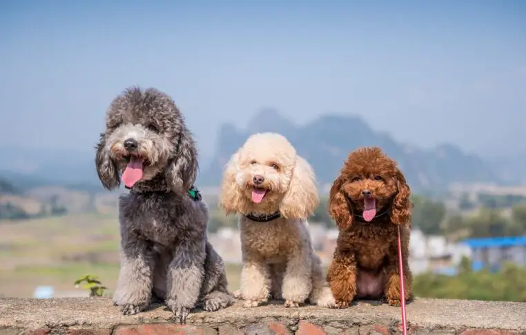 três cachorros da raça poodle sentados em um muro em dia de sol.