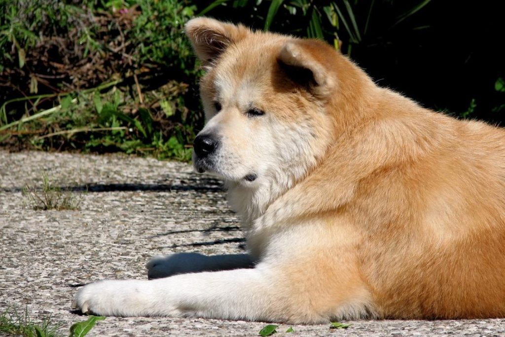 um cachorro da raça akita inu sentado em uma calçada com gramas e plantas ao fundo.