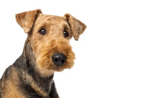 um cão da raça airedale terrier.