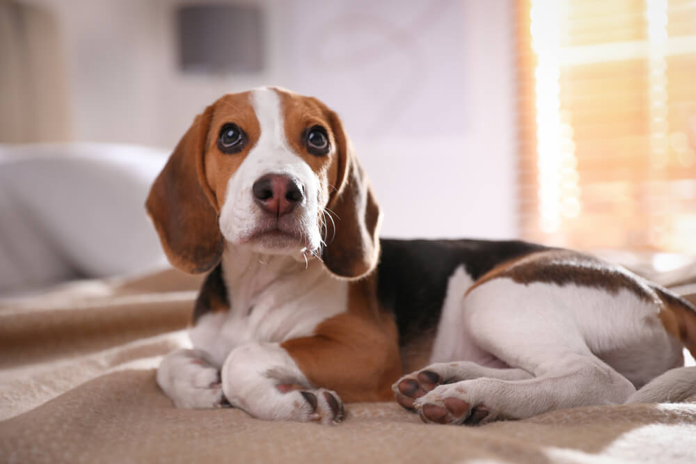 um cão da raça beagle deitado em uma cama de casal.