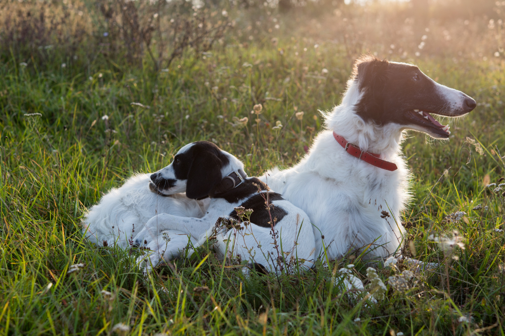 dois cachorros da sendo um vira lata e outro borzoi deitados em gramas e matos em um por do sol.