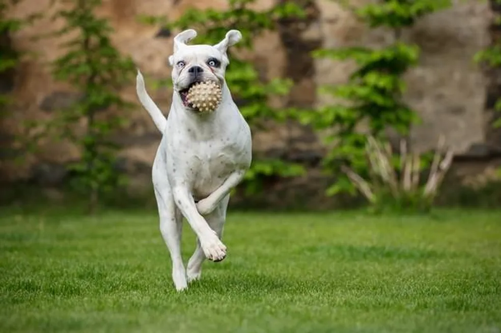 um cão da raça boxer na cor branca correndo em um gramado com uma bolinha de brinquedo pet.