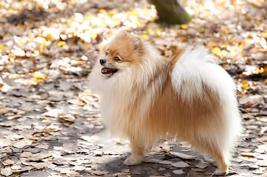 um cão da raça lulu da pomerânia em uma calçada com folhas secas.