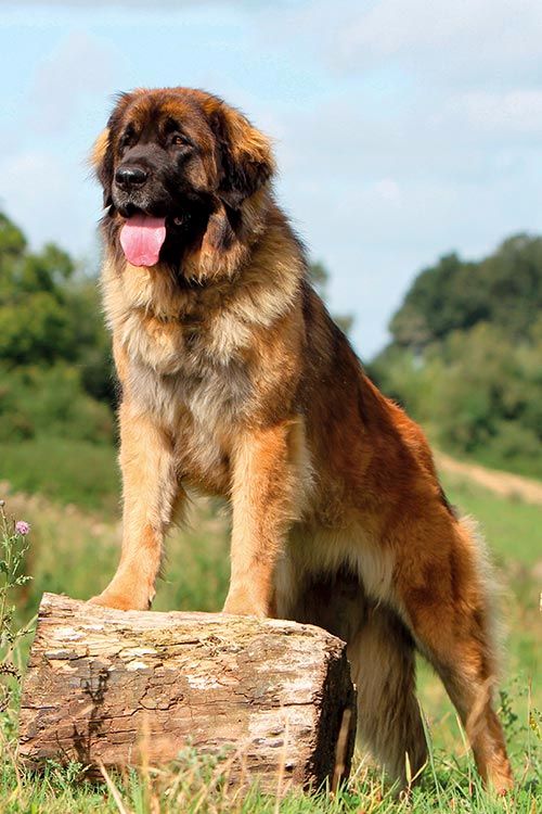 um cão da raça Leonberger com as patas em cima de um tronco de árvore descansando com a língua de fora.