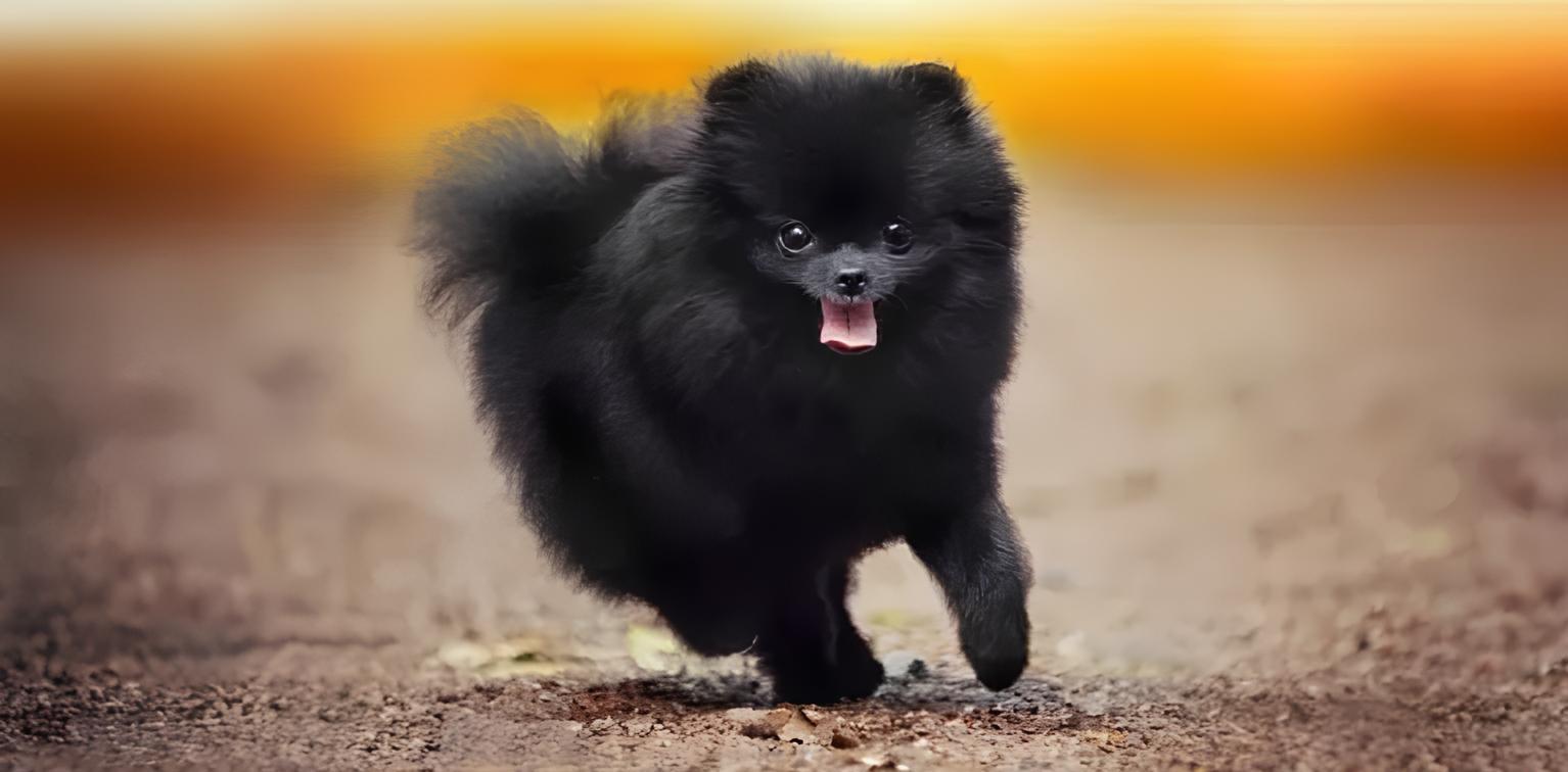 um cachorro da raça lulu da pomerânia na pelagem preta correndo.