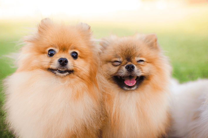 dois cães da raça lulu da pomerânia juntos e felizes.