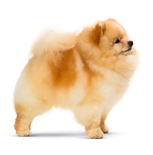 um cão da raça lulu da pomerânia.