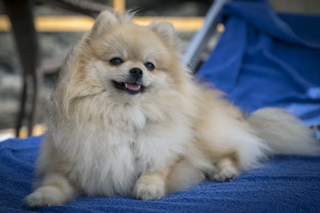 um cão da raça lulu da pomerânia com pelagem clara deitado em cima de uma toalha azul.