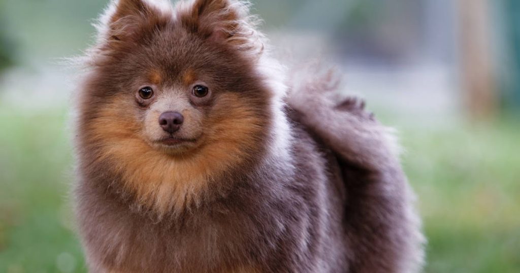um cachorro da raça lulu da pomerânia na pelagem marrom.