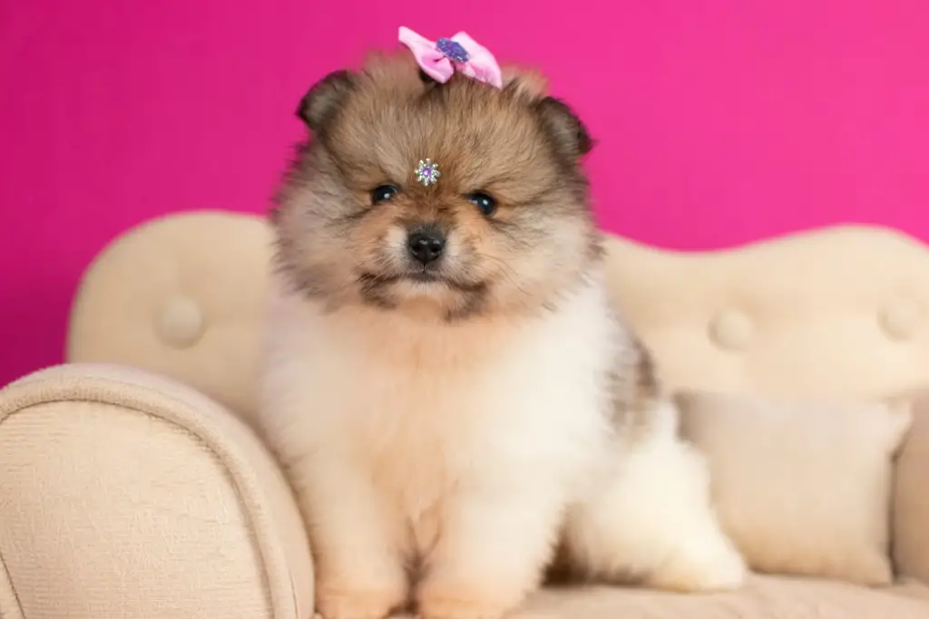 um cão da raça lulu da pomerânia com lacinho na cabeça rosa sentada em uma poltrona, atrás parede na cor pink.