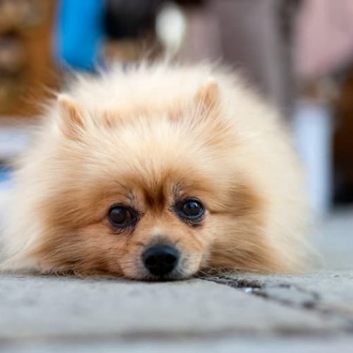 um cão da raça lulu da pomerânia deitado ao chão.