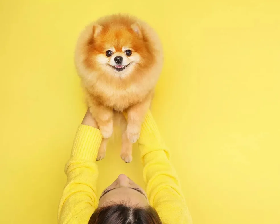 uma moça segurando no alto um cachorro da raça lulu da pomerania posando para uma foto com fundo amarelo.
