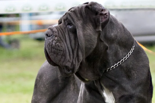 um cão da raça mastim napolitano com uma coleira de metal.