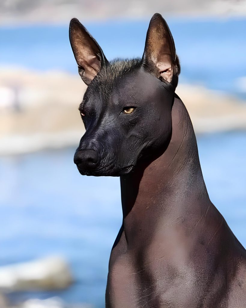 um cão da raça Xoloitzcuintli.
