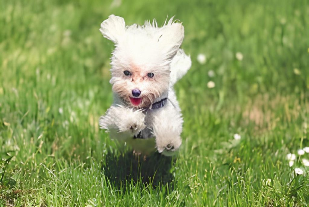 um filhote de cachorro da raça maltes correndo em um jardim.