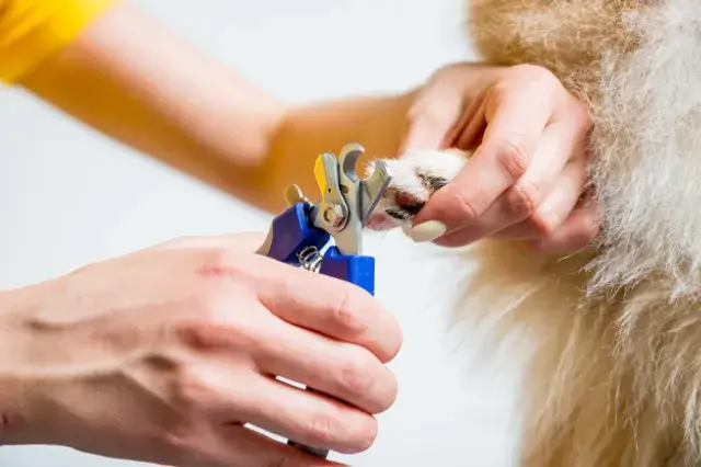 uma pessoa cortando as unhas de um cão da raça lulu da pomerânia.