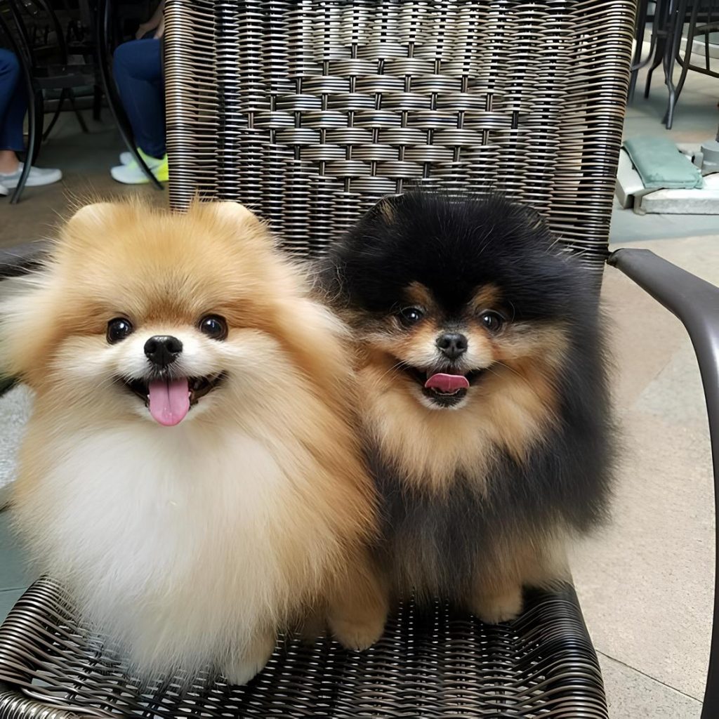dois cães da raça lulu da pomerânia sentados em um cadeira, ambos com cores diferentes.