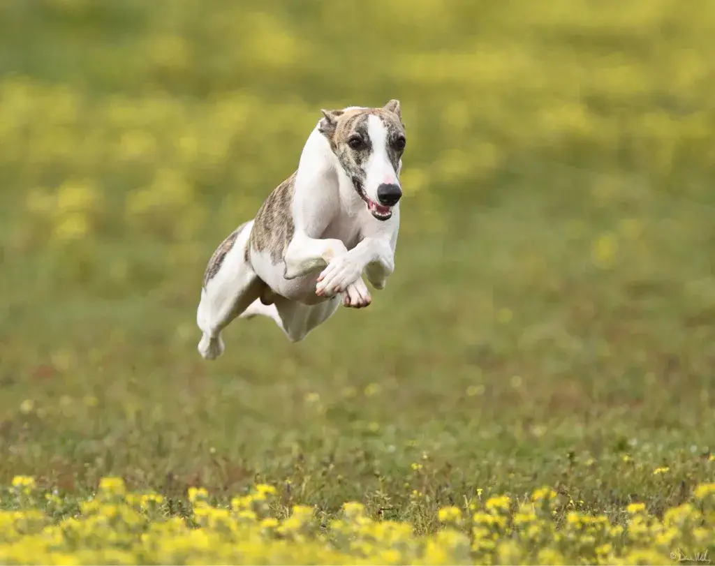 um cão da raça whippet correndo em um gramado em um dia ensolarado.