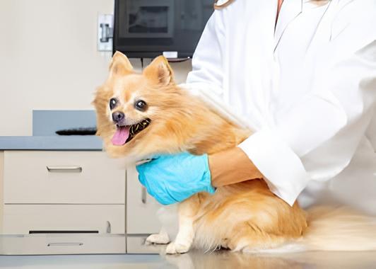 um veterinário avaliando um cão da raça lulu da pomerânia em seu consultório.