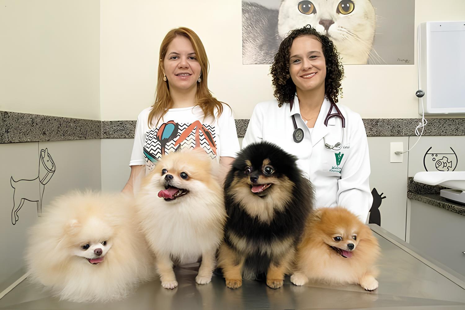 consultório veterinário com a veterrinária e uma pessoa e mais quatro cachorros em cima da maca da raça lulu da pomerânia.