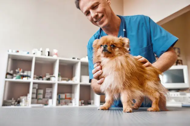 um consultório veterinário com um Dr. avaliando um cão da raça lulu da pomerânia em uma maca, ao fundo prateleiras com várias medicações.