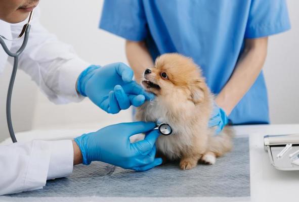 dois veterinários examinando um cão da raça lulu da pomerânia.