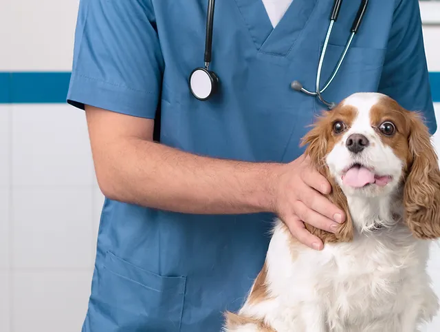 um cão da raça King Charles sendo avaliado por um veterinário.