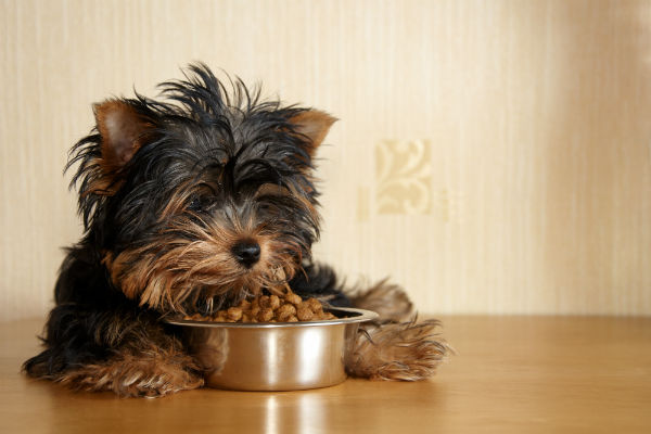 cachorro da raça yorkshire deitado comendo ração em uma tigela de alumínio.