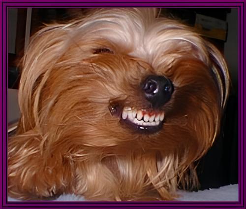 cachorro yorkshire terrier rosnando.