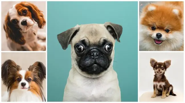 cães de raças diferentes e todos de pequeno porte.