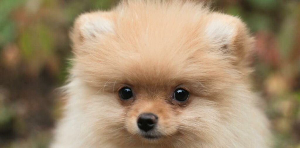 um cão da raça lulu da pomerânia na pelagem creme.