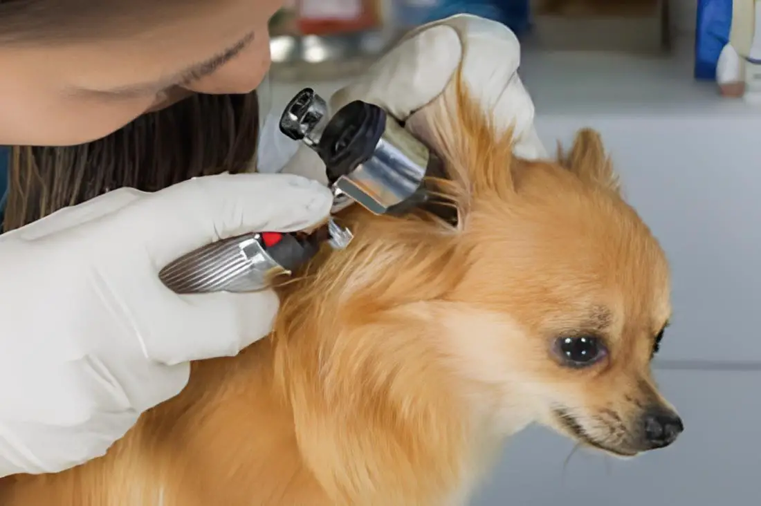 um cão da raça lulu da pomerana sendo examinado nos ouvidos