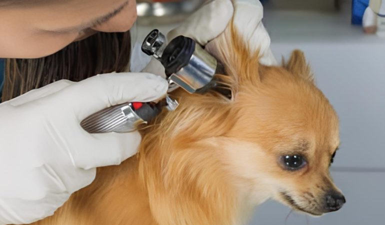 um cão da raça lulu da pomerânia sendo avaliado por veterinário oftalmologista.