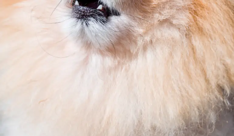 um cão da raça lulu da pomerânia uivando