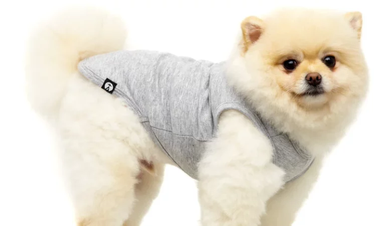 um cão da raça lulu da pomerânia com uma roupinha pet de frio.